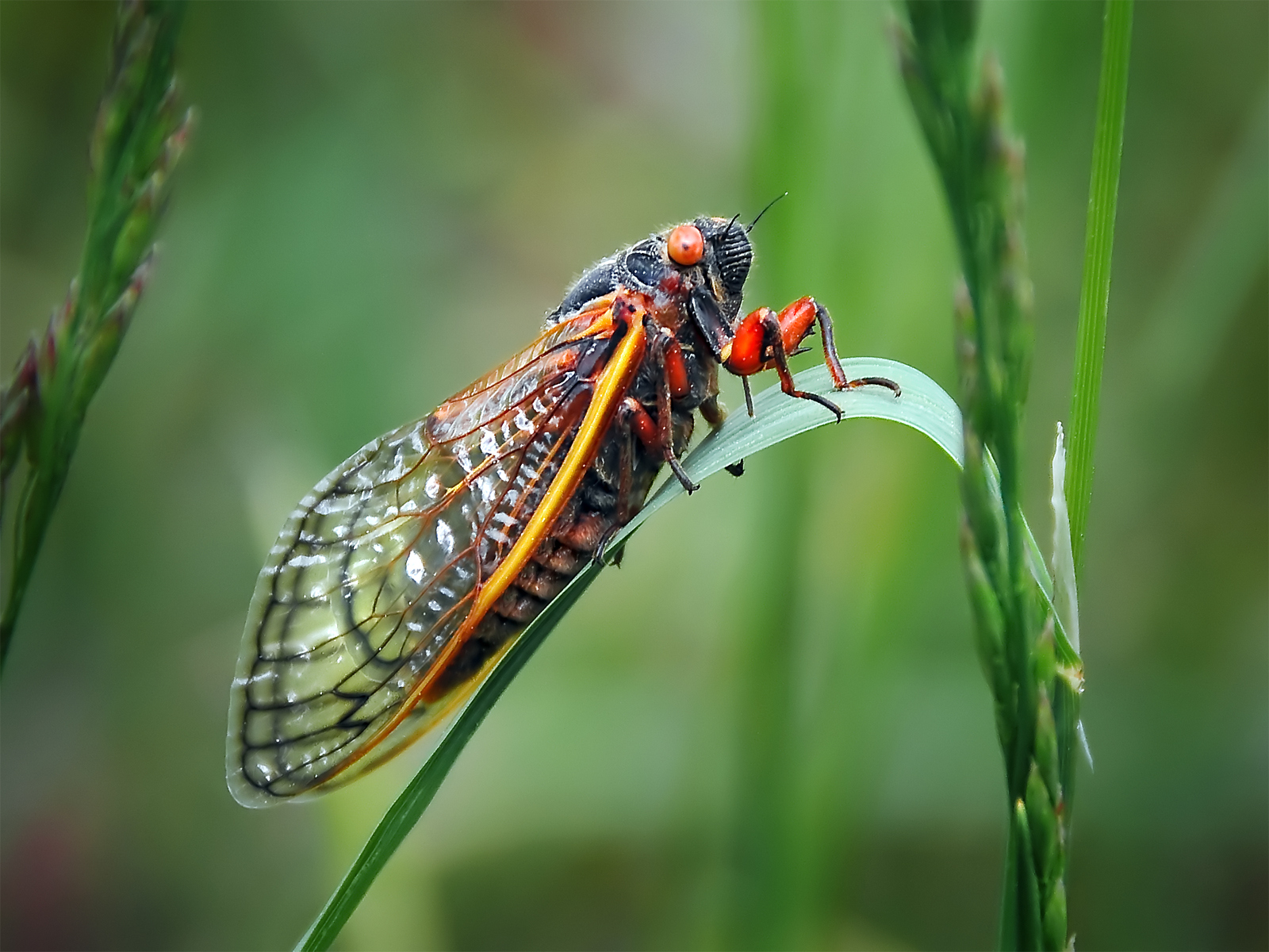 What to Expect During The Summer of the Cicada 