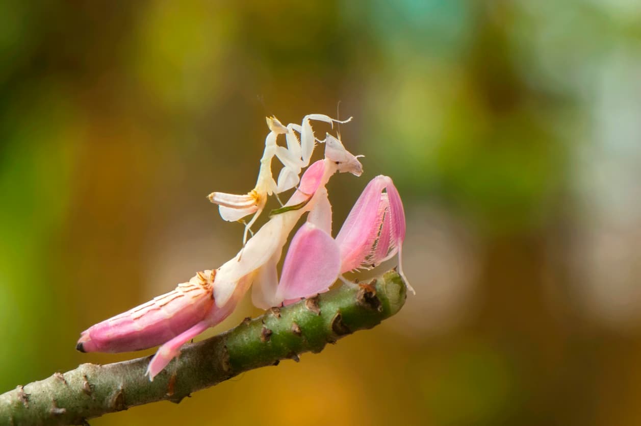 Camo Critters: These 6 Bugs Take Hide-and-Seek to a Whole New Level