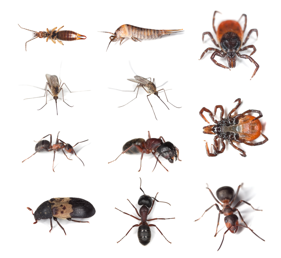 Pest And Termite Guide Hughes Exterminators Pest Library