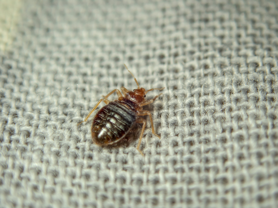 bed bug