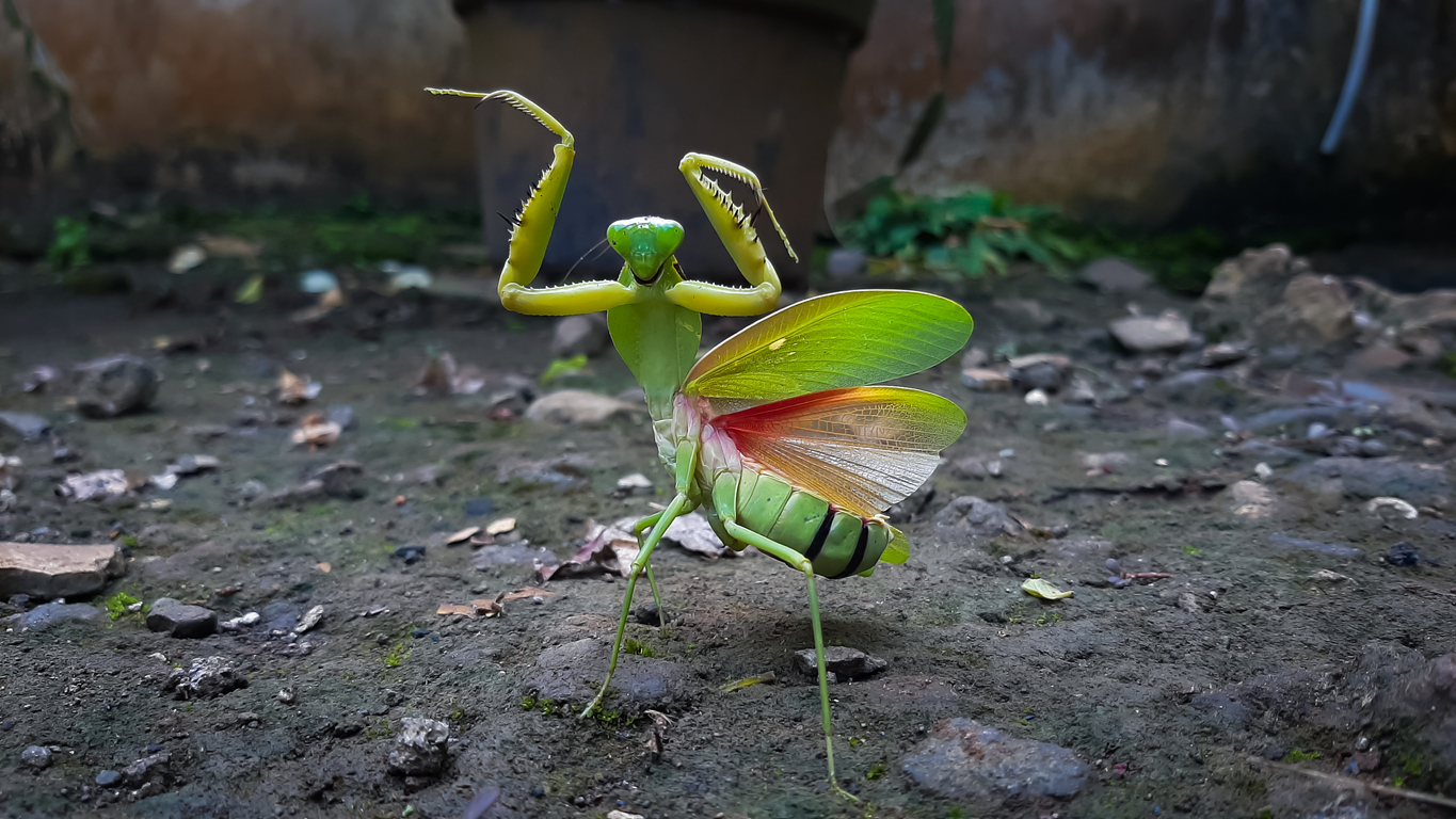 praying mantis