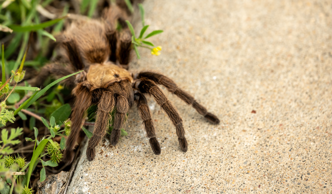 tarantula