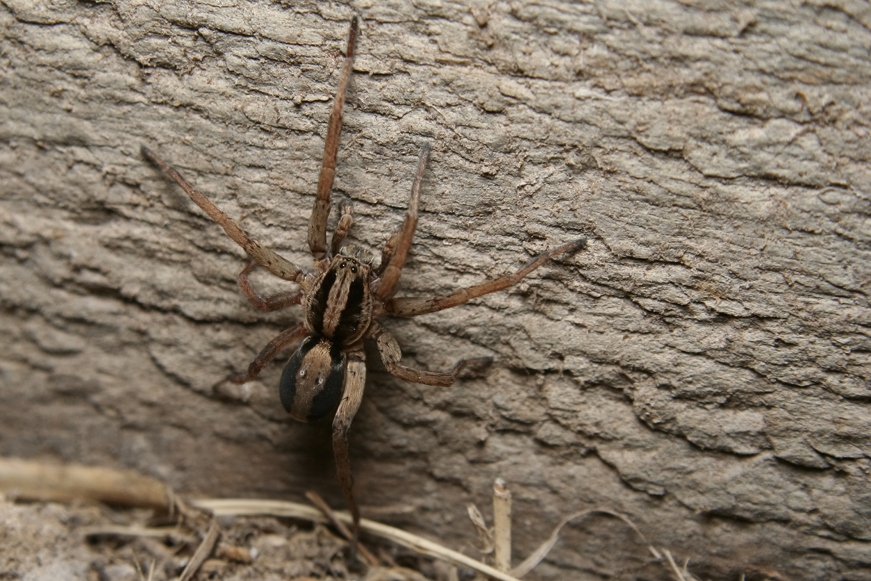 wolf spider