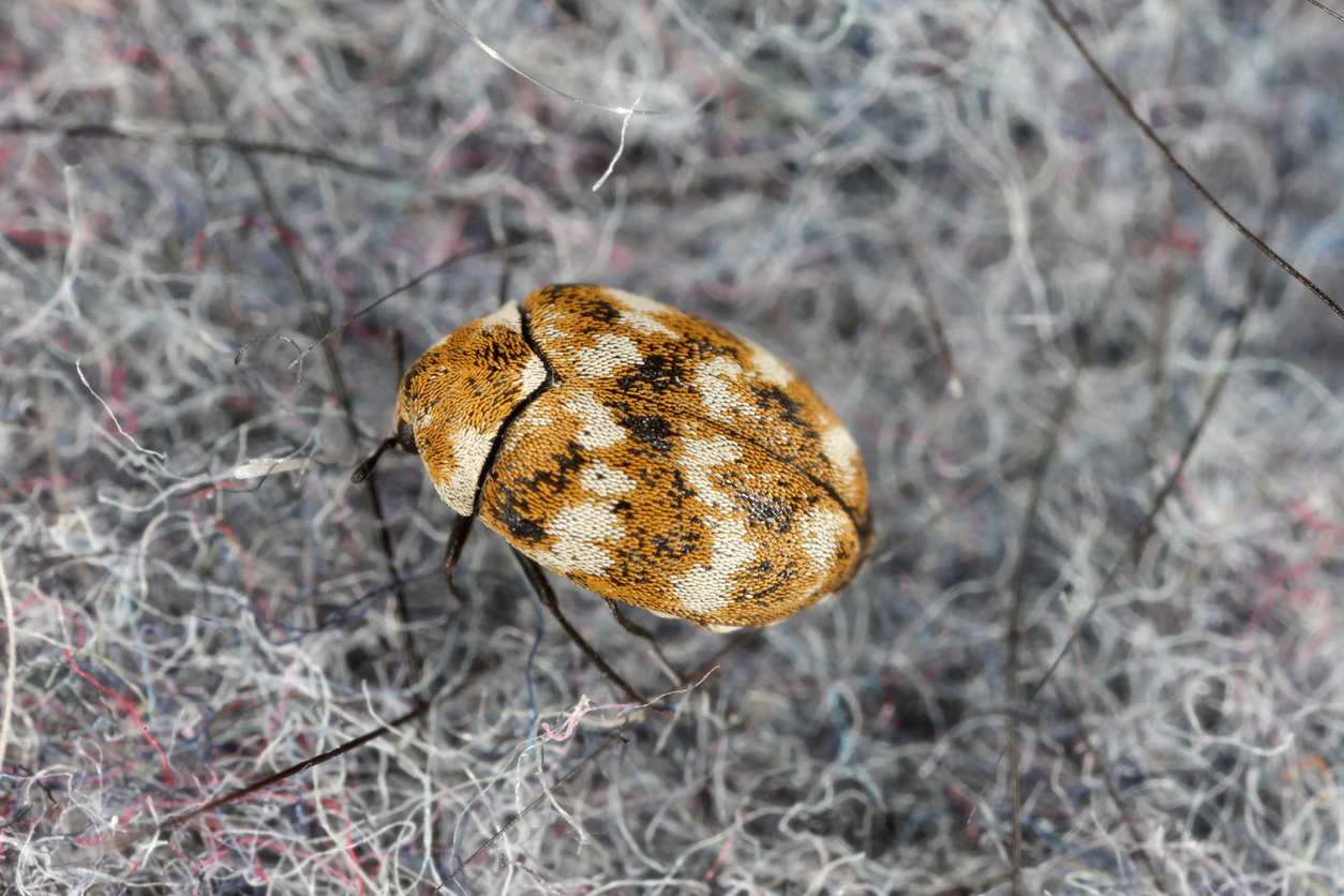 This Bug’s Got Expensive Taste: Carpet Beetles and Fabric Infestations