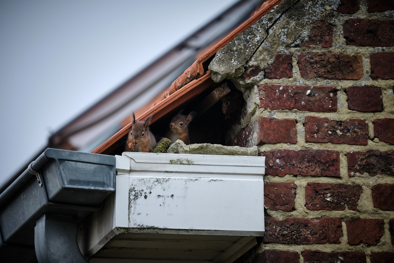 Santa-Approved Tips for Keeping Critters Out of Your Chimney