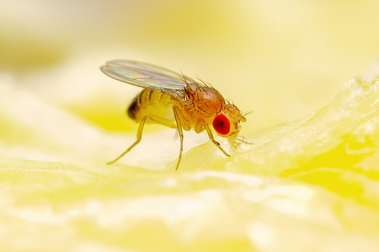 How To Prevent a Fruit Fly Frenzy in Your Home
